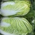 白菜、大白菜、优质大白菜。夏邑大白菜、黄心菜