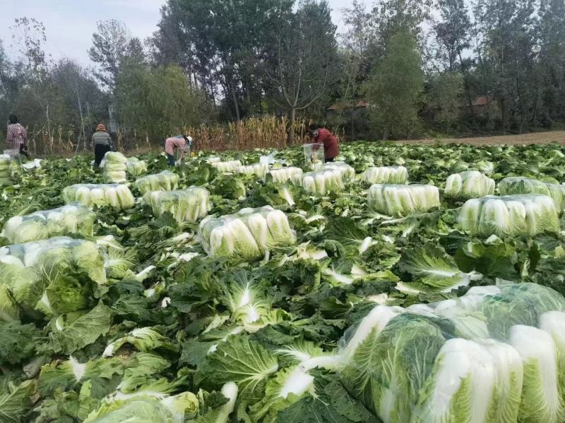白菜、大白菜、优质大白菜。夏邑大白菜、黄心菜