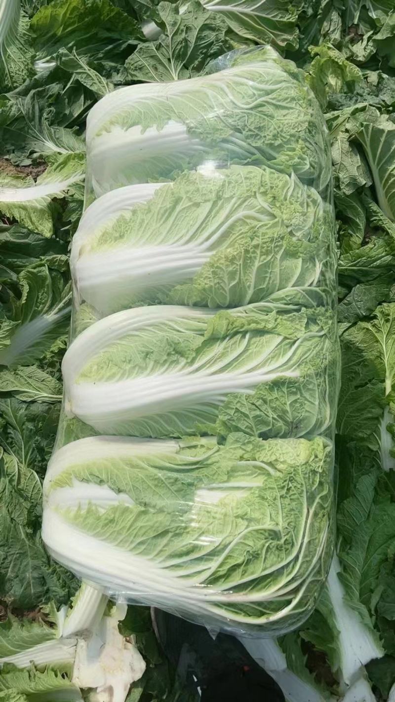 白菜、大白菜、优质大白菜。夏邑大白菜、黄心菜