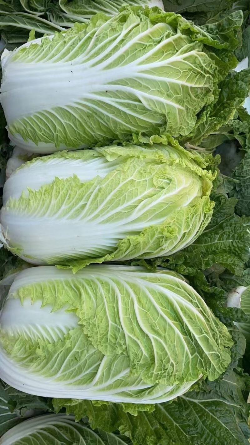 白菜、大白菜、优质大白菜。夏邑大白菜、黄心菜