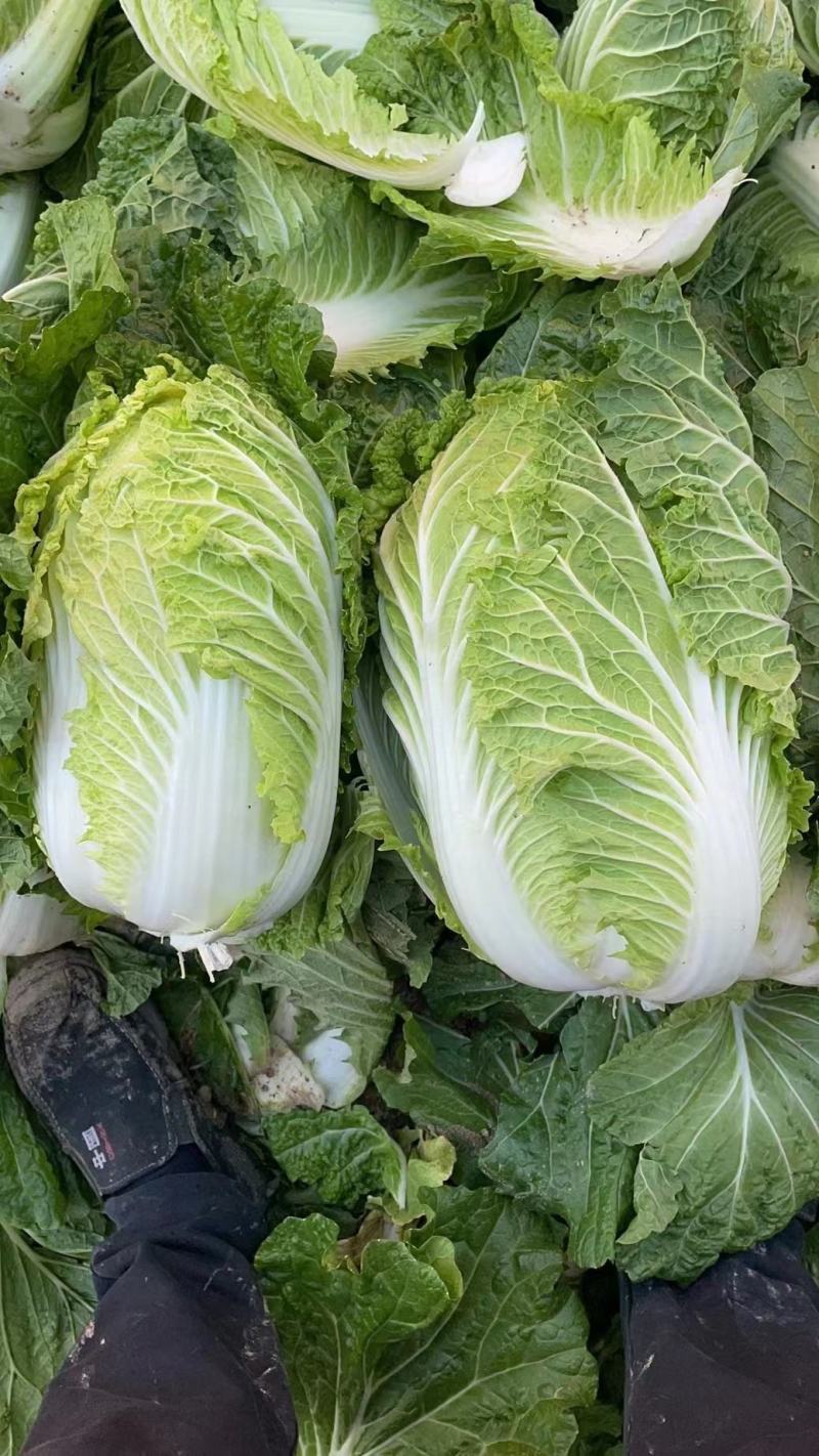 白菜、大白菜、优质大白菜。夏邑大白菜、黄心菜