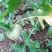 【芥菜推荐】大家好，我是辽宁凌海市蔬菜代办，10初开始陆