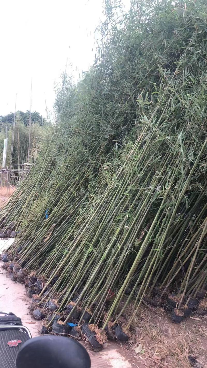 福建漳州基地刚竹量大从优欢迎全国老板前来考察洽谈