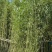 福建漳州基地刚竹量大从优欢迎全国老板前来考察洽谈