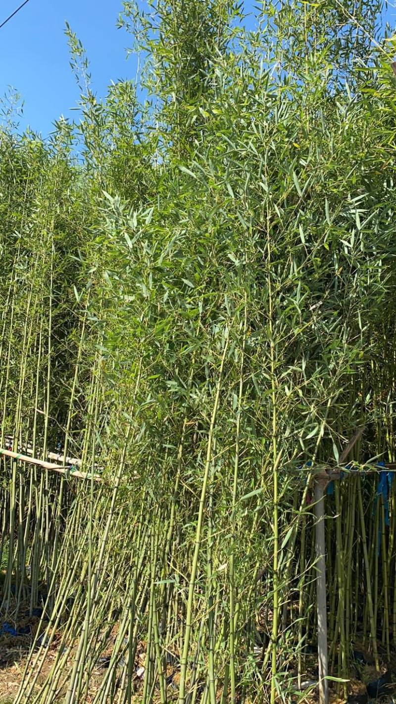 福建漳州基地刚竹量大从优欢迎全国老板前来考察洽谈