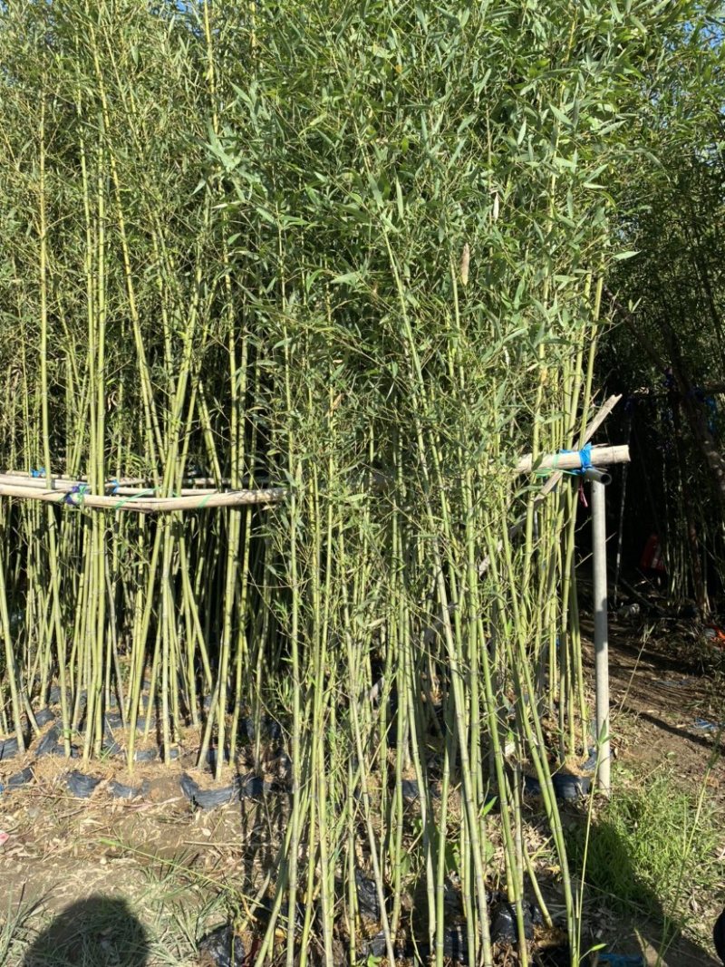 福建漳州基地刚竹量大从优欢迎全国老板前来考察洽谈