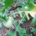 【芥菜推荐】大家好，我是辽宁凌海市蔬菜代办，10初开始陆