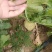 【芥菜推荐】大家好，我是辽宁凌海市蔬菜代办，10初开始陆