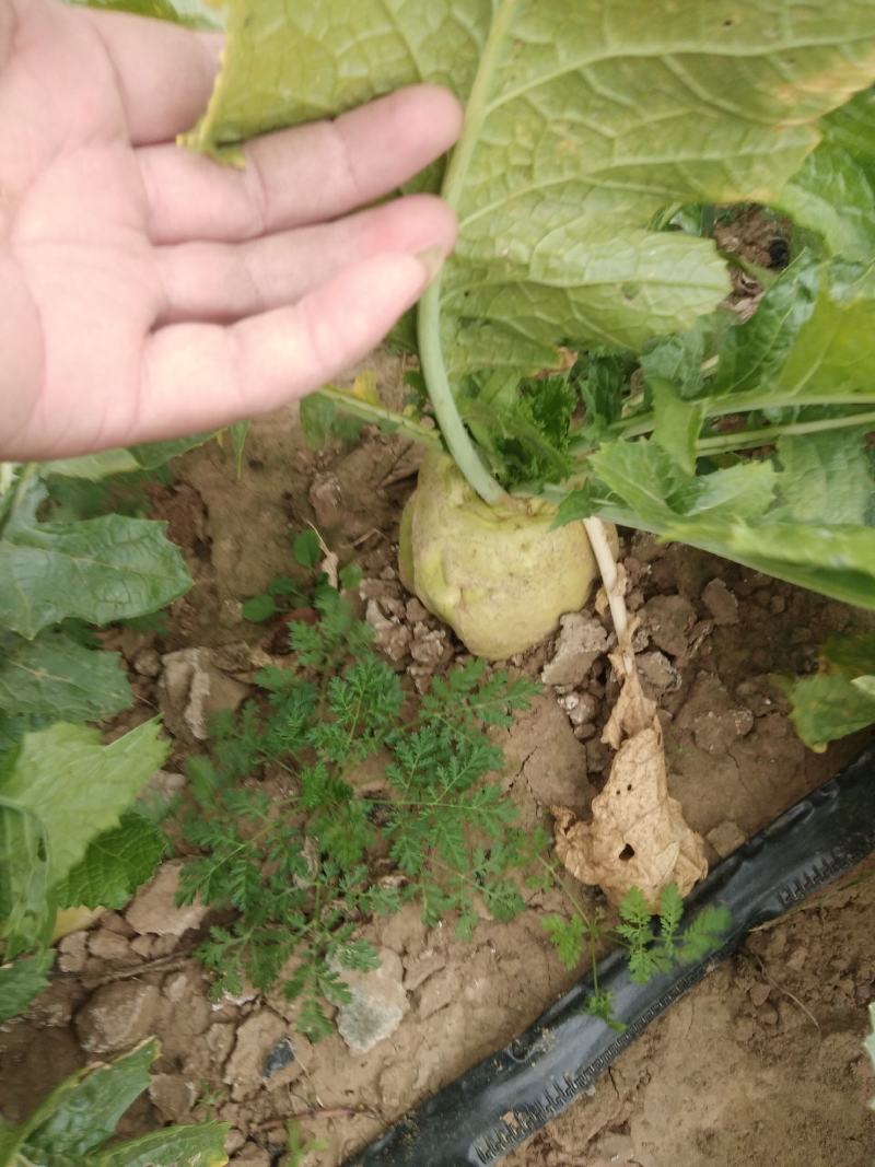 【芥菜推荐】大家好，我是辽宁凌海市蔬菜代办，10初开始陆
