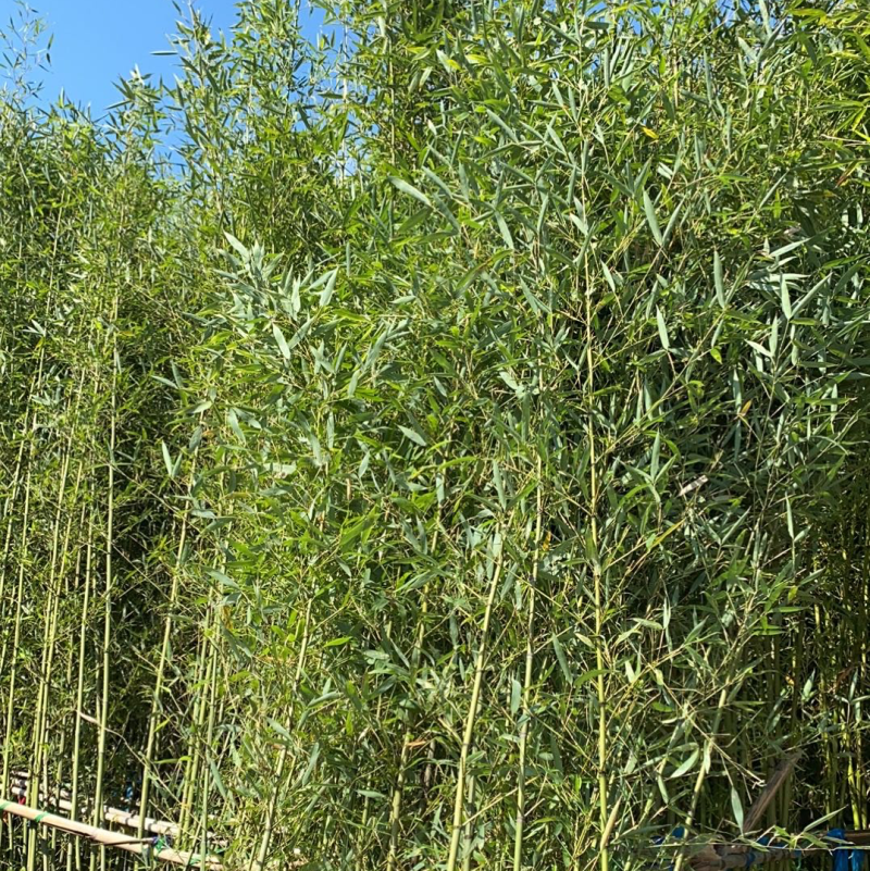 福建漳州基地刚竹量大从优欢迎全国老板前来考察洽谈