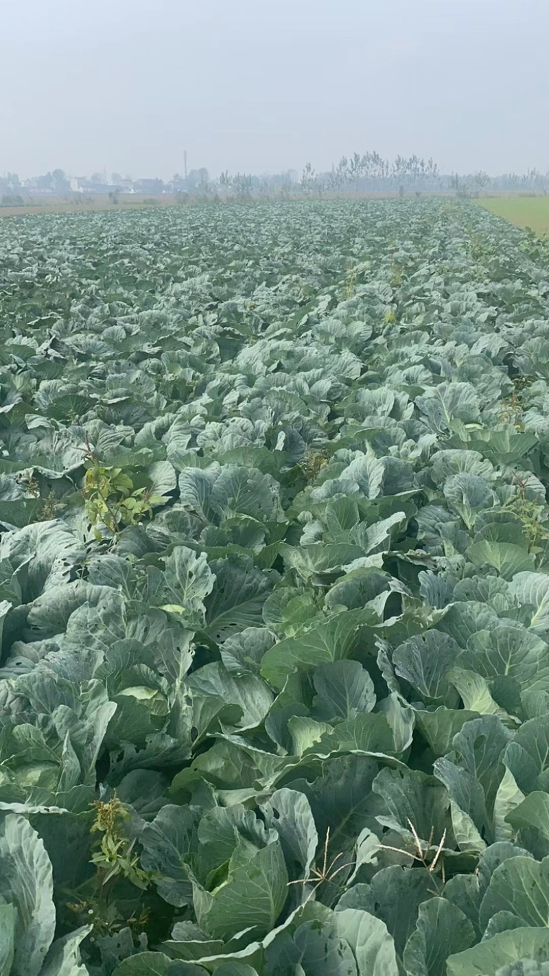 精品扁包菜圆包菜甘蓝大量上市产地直供保证质量