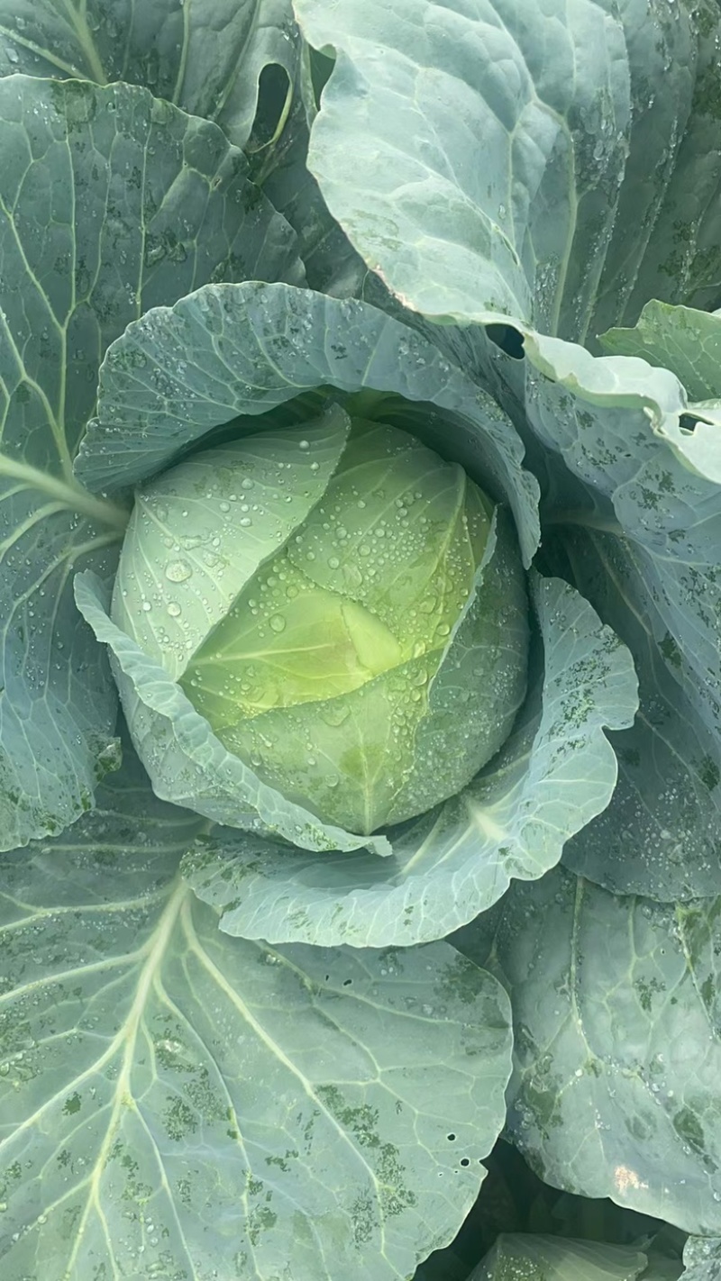 精品扁包菜圆包菜甘蓝大量上市产地直供保证质量