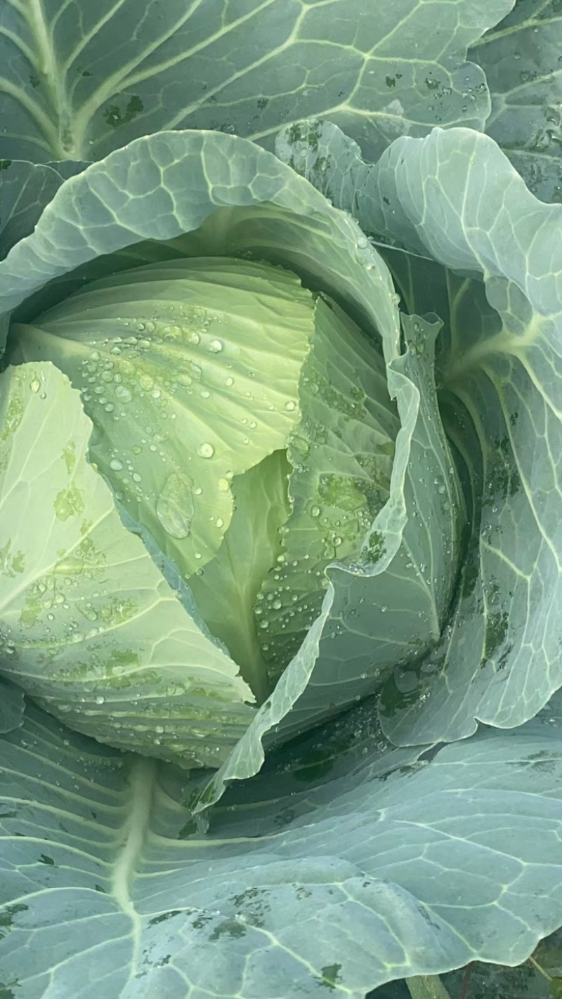 精品扁包菜圆包菜甘蓝大量上市产地直供保证质量