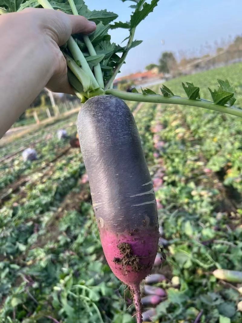 紫皮冰激凌萝卜冰淇淋萝卜冰糖心萝卜紫皮冰激凌萝卜水果萝卜