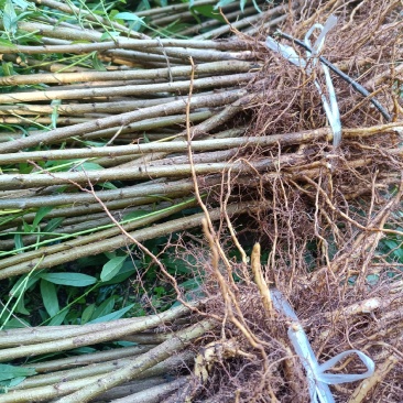 热卖中)自家苗圃实生毛桃苗无中间商质量保证
