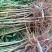 热卖中)自家苗圃实生毛桃苗无中间商质量保证