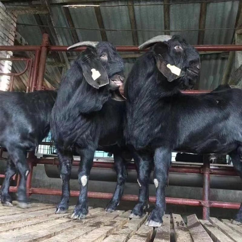 黑山羊小羊活羊怀孕母羊高产成年公羊纯种努比亚黑山羊