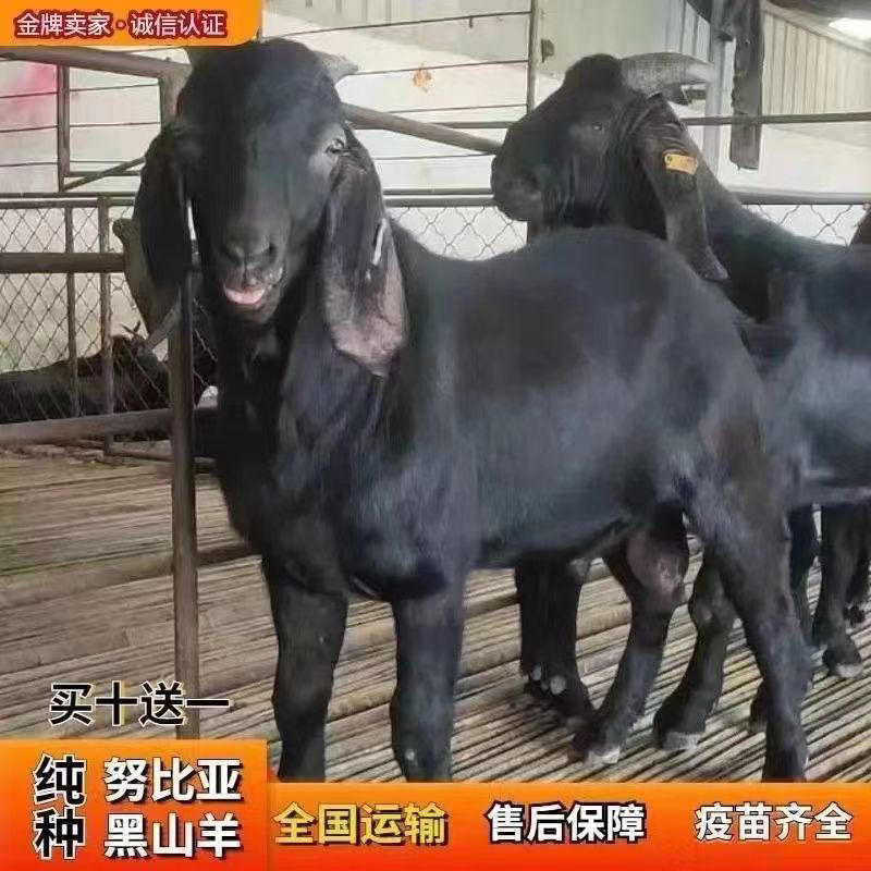 黑山羊小羊活羊怀孕母羊高产成年公羊纯种努比亚黑山羊