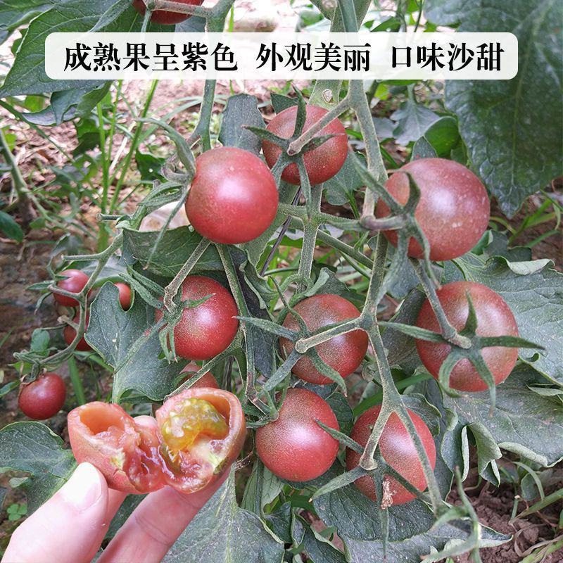 乌梅紫番茄种子