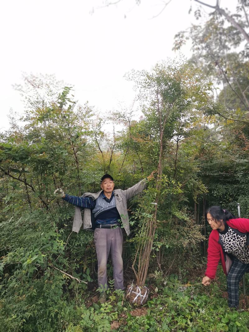 【南天竹】南天竹窝子高1米5以上基地批发量大从优
