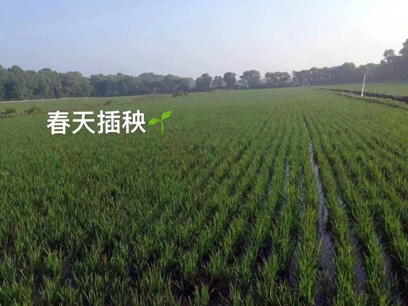 【全国包邮】东北大米正宗盘锦蟹田米可批发零售欢迎选购
