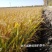 【全国包邮】东北大米正宗盘锦蟹田米可批发零售欢迎选购