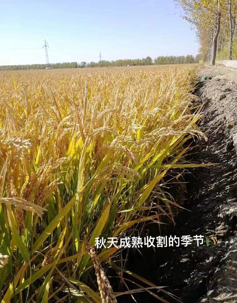 【全国包邮】东北大米正宗盘锦蟹田米可批发零售欢迎选购