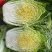 精品矮颗黄心大白菜白菜黄心白菜大量上市中欢迎采