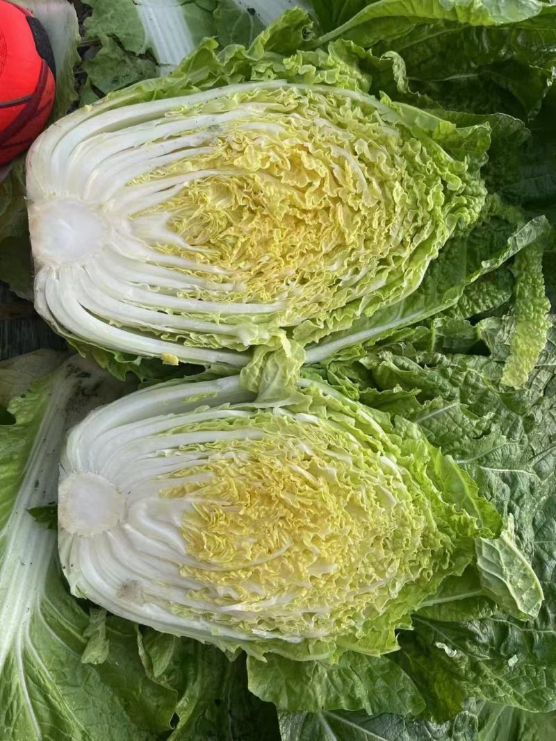 精品矮颗黄心大白菜白菜黄心白菜大量上市中欢迎采