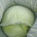 奥奇包菜扁包菜/圆包菜颜色青绿货源充足现砍现装