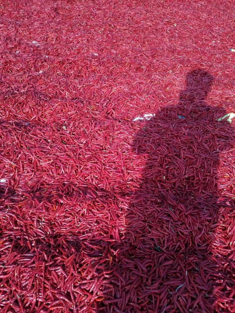 【推荐干辣椒】辽宁凌海干辣椒颜色好口感好货源稳定