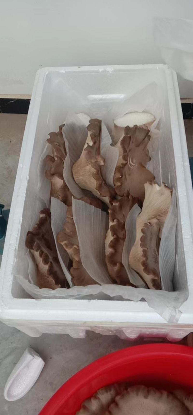 四季供应灵芝菇，灵芝仙菇，提前预定