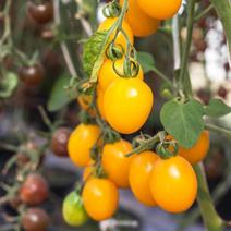 北斗皇妃樱桃番茄种籽黄色小番茄小西红柿种籽孑酸甜可口