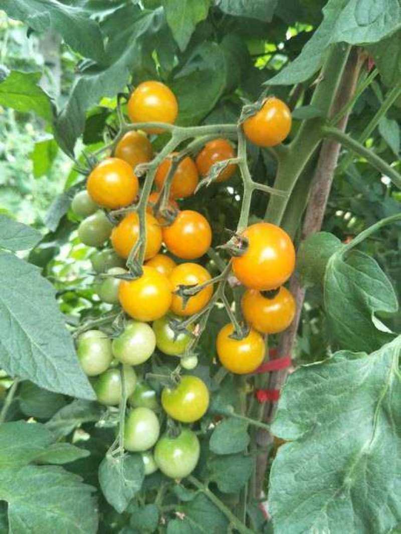 北斗皇妃樱桃番茄种籽黄色小番茄小西红柿种籽孑酸甜可口