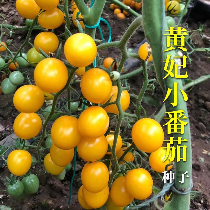 北斗皇妃樱桃番茄种籽黄色小番茄小西红柿种籽孑酸甜可口