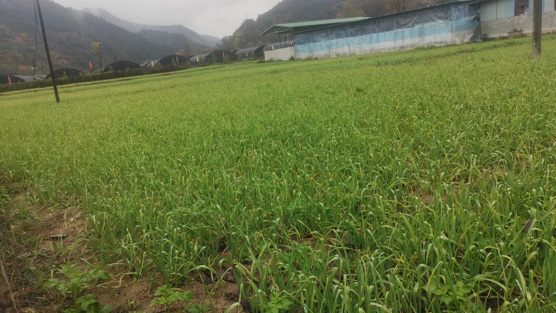 无人机航拍视角下的规模化生姜种植田,整齐的垄沟排列有序,绿色姜苗茂盛生长,田间设有自动喷灌系统,远处有农民在劳作,阳光明媚,展现现代农业科技与自然生态的结合 现代化生姜种植基地航拍