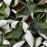 三花青皮，大量有货，品质保证，可视频看货，欢迎来电订购。