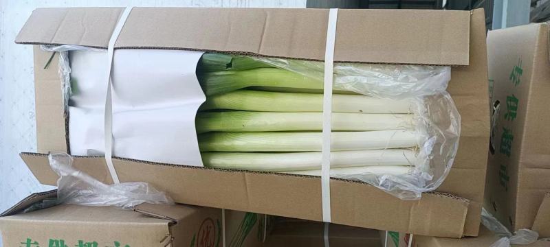 福建大葱新鲜出炉品质好欢迎下单