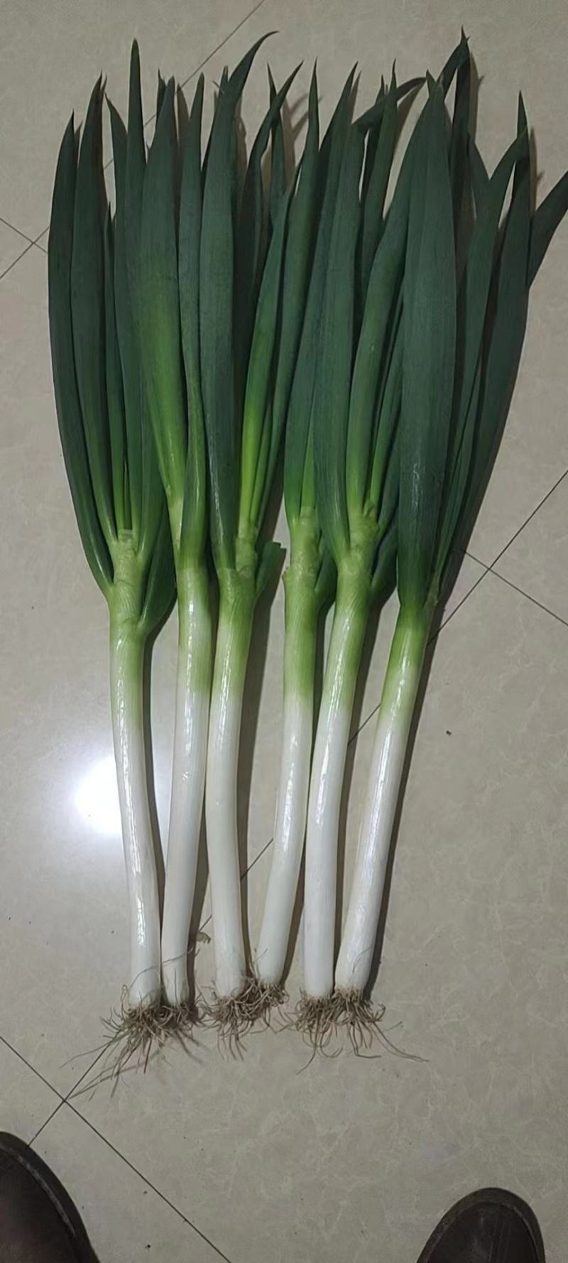福建大葱新鲜出炉品质好欢迎下单