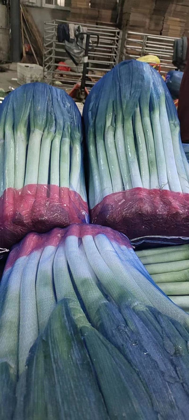福建大葱新鲜出炉品质好欢迎下单