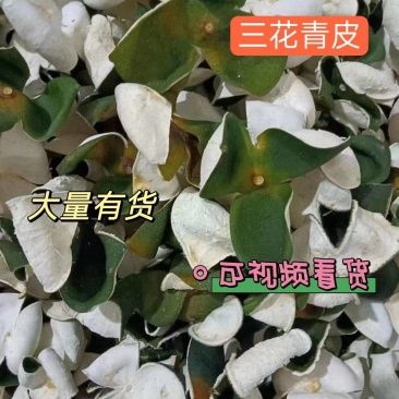 三花青皮，大量有货，品质保证，可视频看货，欢迎来电订购。