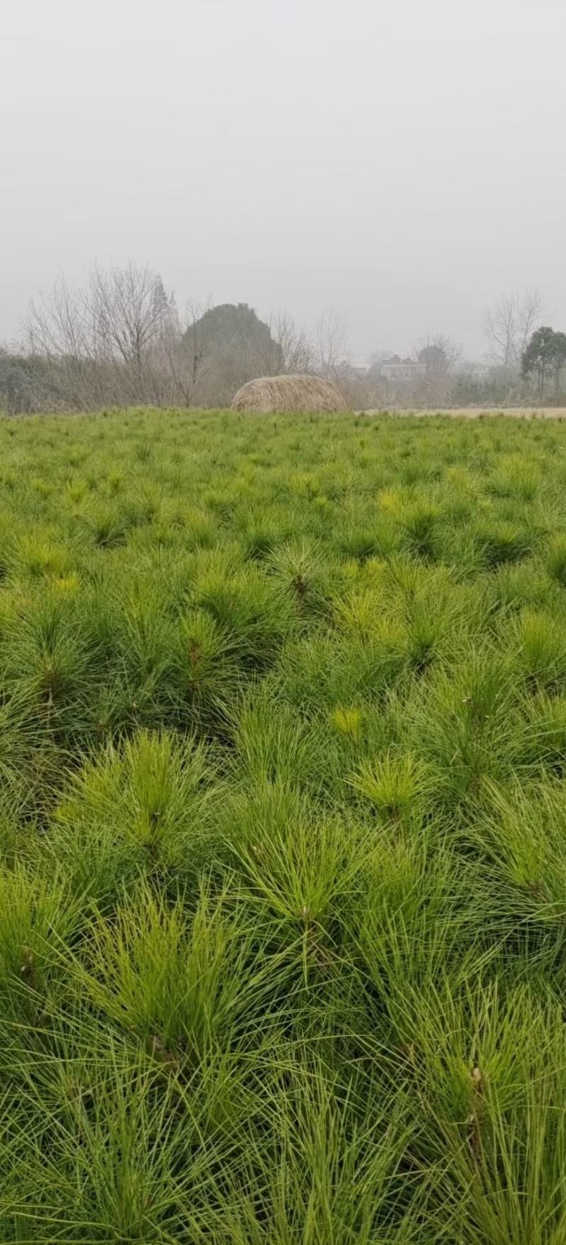 1米高，1公分湿地松，带土球，杯苗有货，2-3-4/5