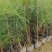 1米高，1公分湿地松，带土球，杯苗有货，2-3-4/5