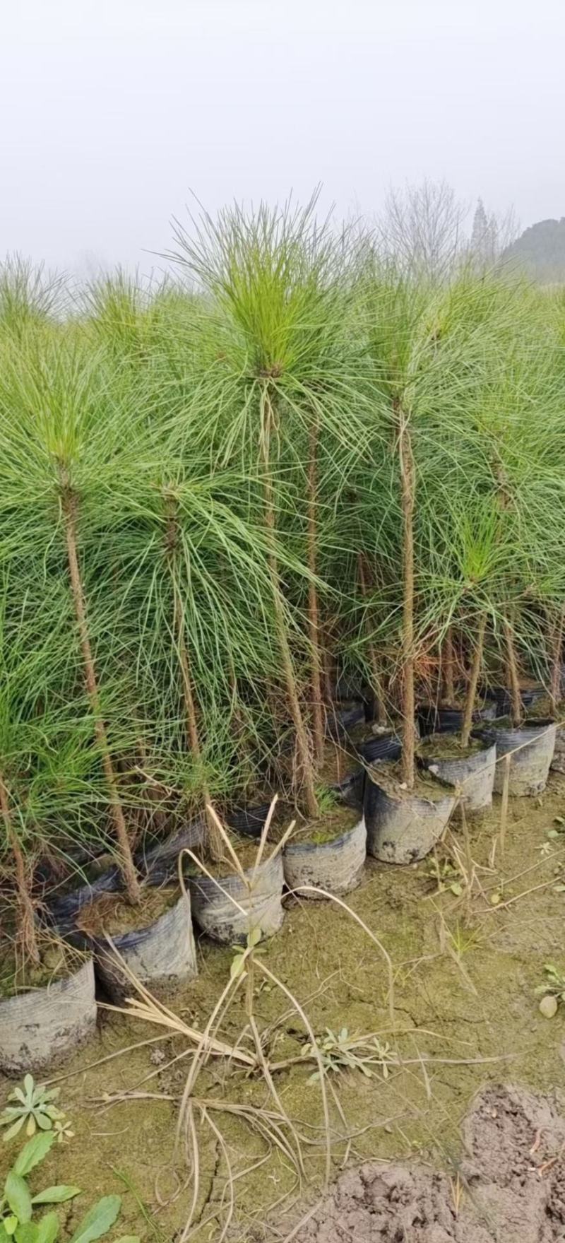 1米高，1公分湿地松，带土球，杯苗有货，2-3-4/5