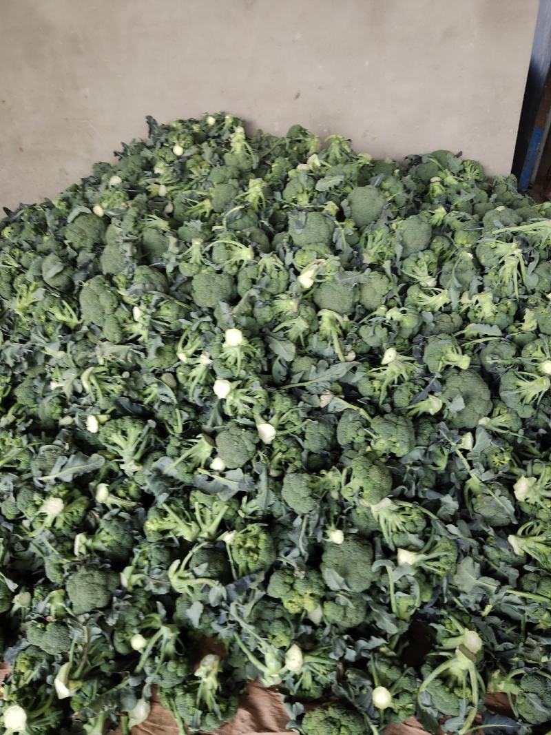 精品西蓝花，货源充足，颜色青绿，基地供应