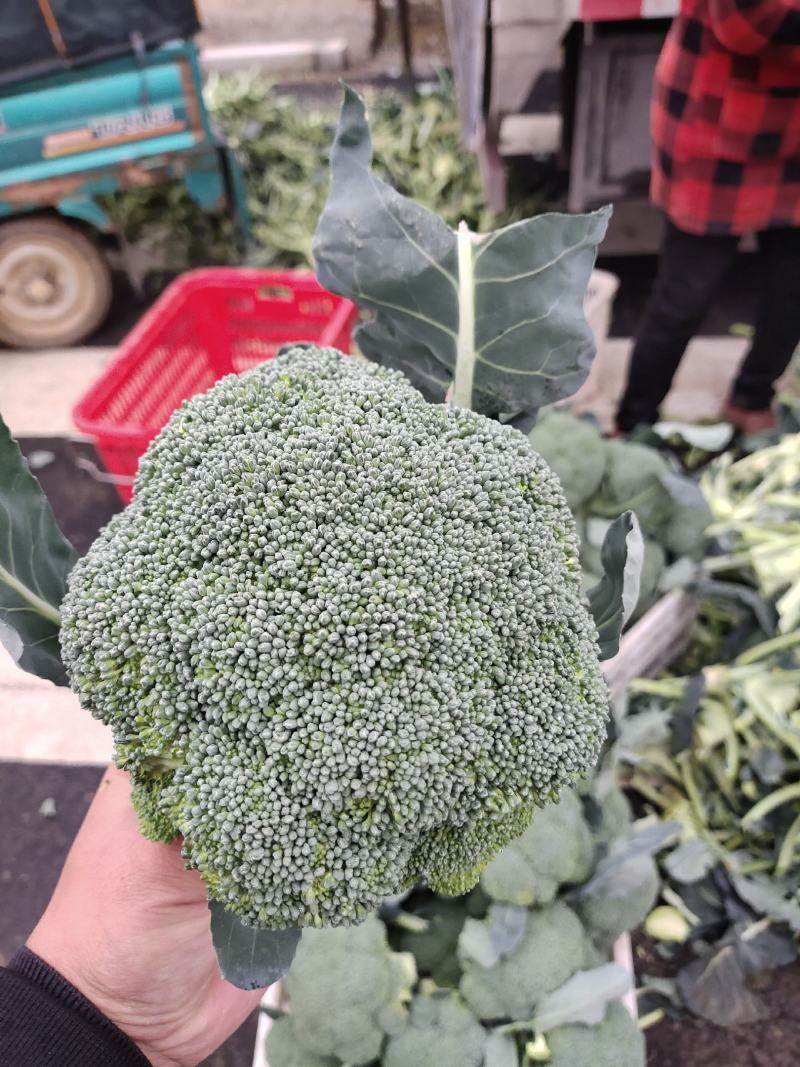 精品西蓝花，货源充足，颜色青绿，基地供应