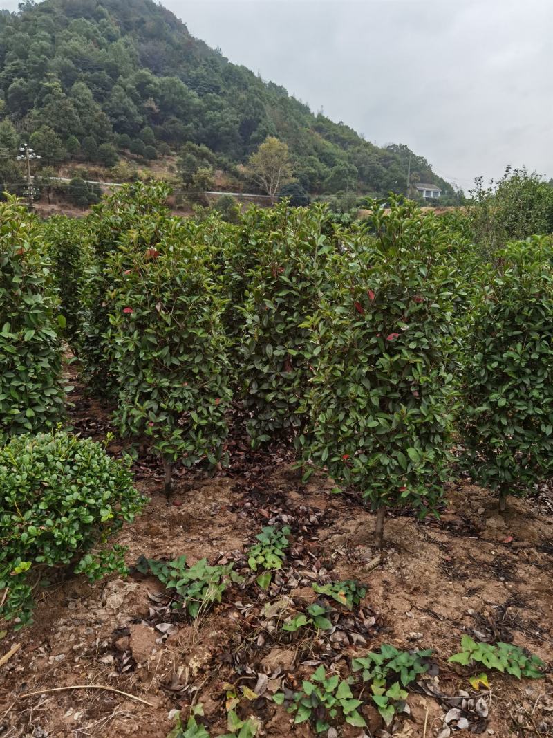 红叶石楠柱
