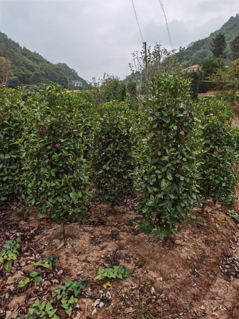 红叶石楠柱