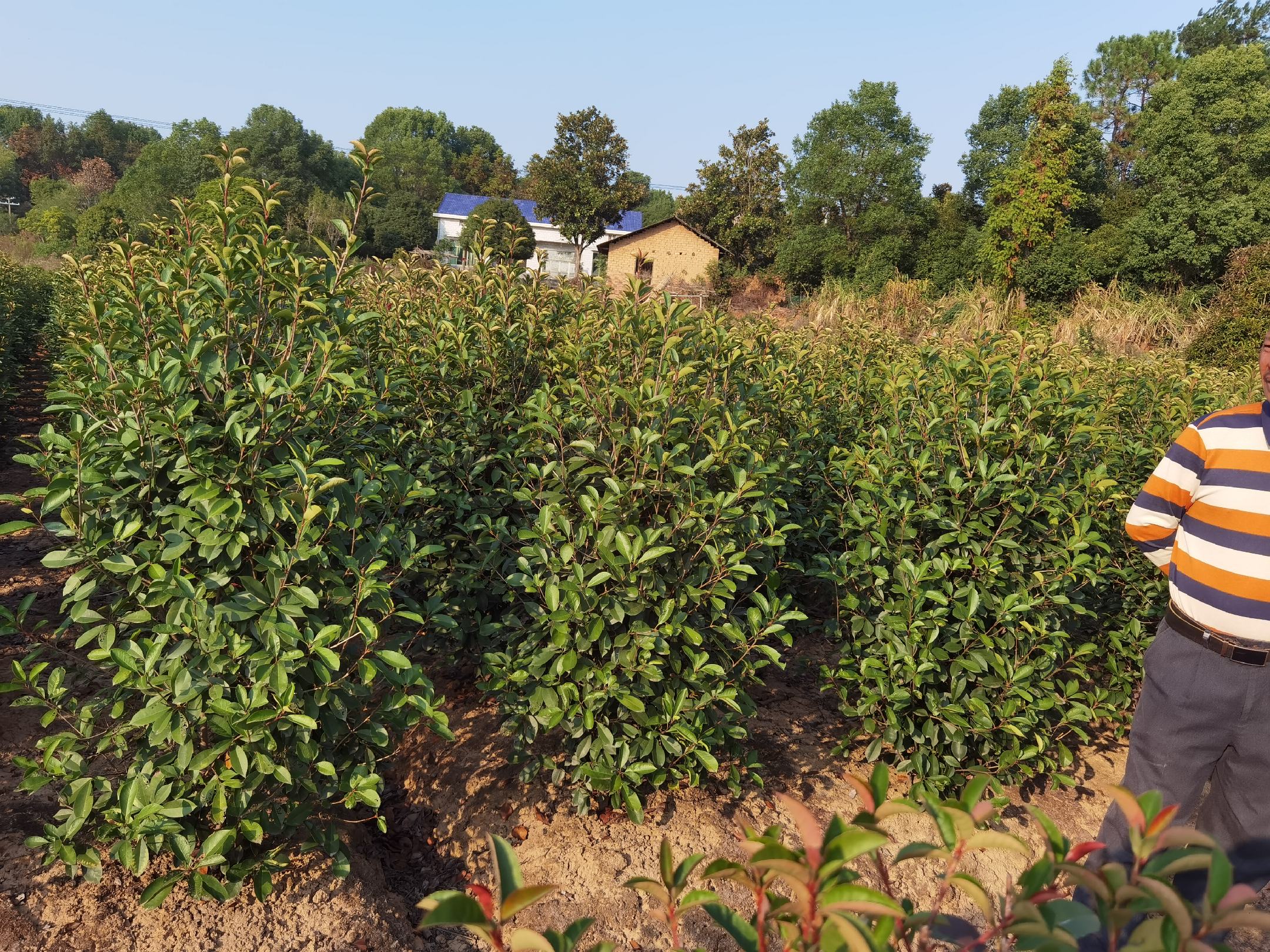 红叶石楠15公分苗与施工人员协同作业场景