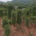 红叶石楠柱